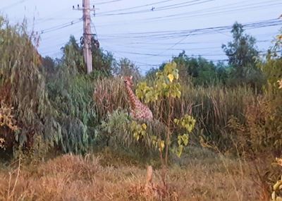 Long road to freedom: fugitive giraffe legs it in Thailand