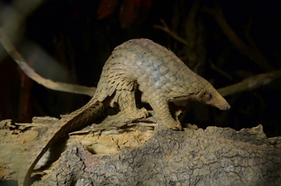 Malaysia makes record 30-tonne pangolin seizure