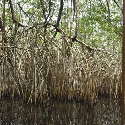 Wetlands disappearing 3 times faster than forests: Study