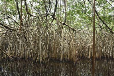Wetlands disappearing 3 times faster than forests: Study