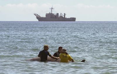 For some whales, sonar may provoke suicidal behaviour: study