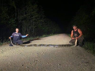 Hunters bag record-breaking python in Florida Everglades
