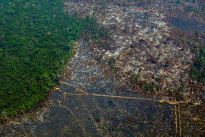 French lenders bankroll firms linked to deforestation: Analysis
