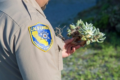 South Korean plant poacher jailed in US