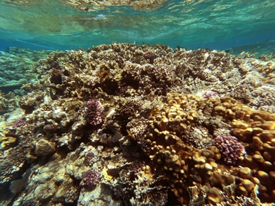 In Egypt's Red Sea, corals fade as oceans warm 