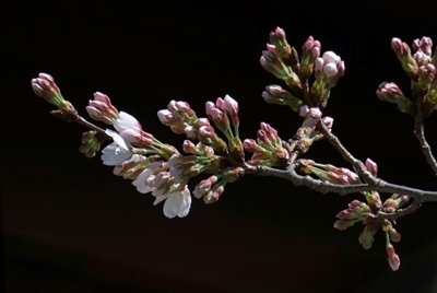 Japan team invents 'wood alcohol'