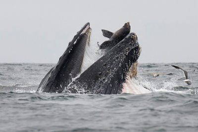 Rare photo captures sea lion falling into mouth of whale