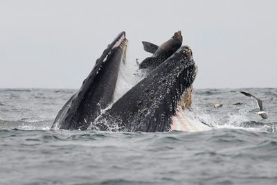 Rare photo captures sea lion falling into mouth of whale