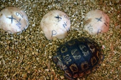 More than 100 baby turtles reported stolen on Galapagos islands