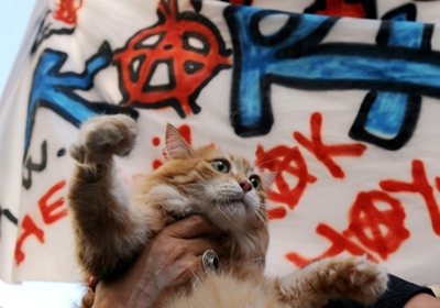Istanbul vets make city's stray animals feel at home