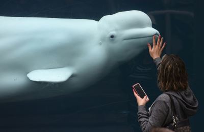Concerns grow for Arctic beluga whale in Thames estuary