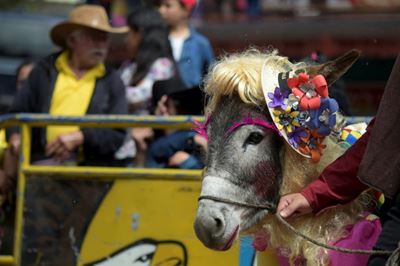 Donkey in farmgirl getup wins Colombian pageant
