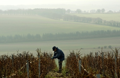 Climate change offers sparkling prospects to English winemakers