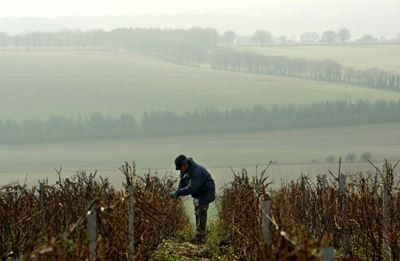 Climate change offers sparkling prospects to English winemakers