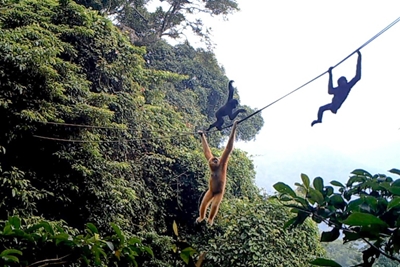 Scientists throw lifeline to world's rarest primate