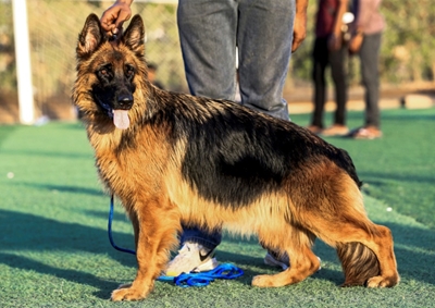 First dog to test positive for coronavirus in US dies: report