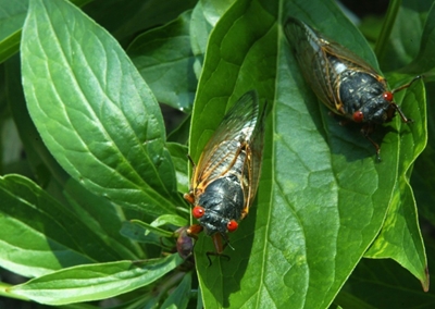 Americans brace for a rare and creepy billion-bug invasion
