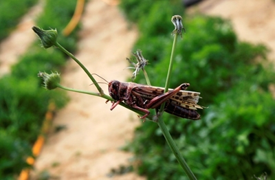 Locust swarm decimates crops in Sardinia
