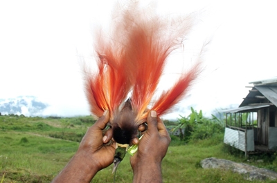 Loggers threaten Papua New Guinea's unique forest creatures