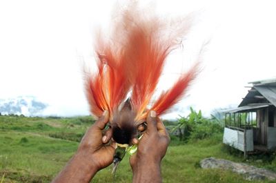 Loggers threaten Papua New Guinea's unique forest creatures
