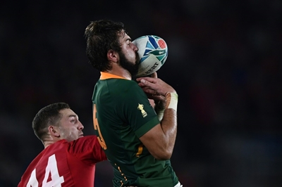 Springboks in isolation 