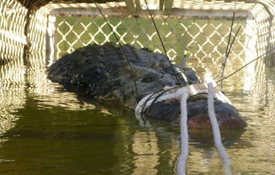 Monster croc caught after 8-year hunt