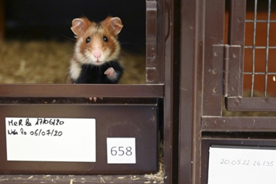 Hong Kong to cull hamsters after Covid found in pets