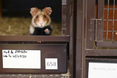 Hong Kong to cull hamsters after Covid found in pets