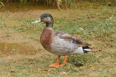 'World's loneliest duck' dies