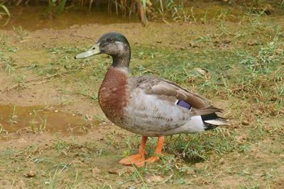 'World's loneliest duck' dies