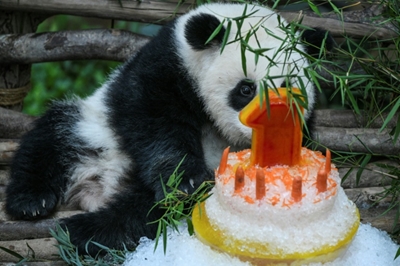 Panda celebrates first birthday in Malaysian zoo with ice cake