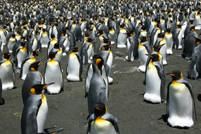 World's biggest king penguin colony shrinks 90%