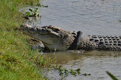 No takers for Indonesia's 'pluck a tyre off the croc' contest