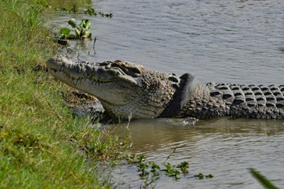 No takers for Indonesia's 'pluck a tyre off the croc' contest