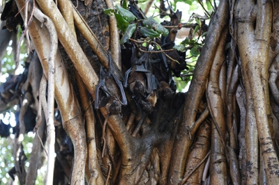 Nipah virus kills at least 3 in India