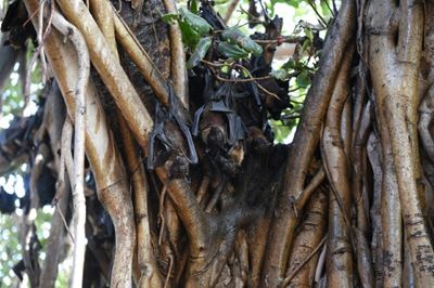 Nipah virus kills at least 3 in India