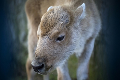 Rare white bison born at Belgrade Zoo