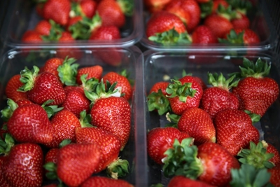 Strawberry saboteur evades Australia police