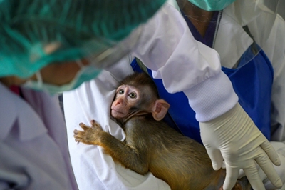 Thailand enters global race for vaccine with trials on monkeys