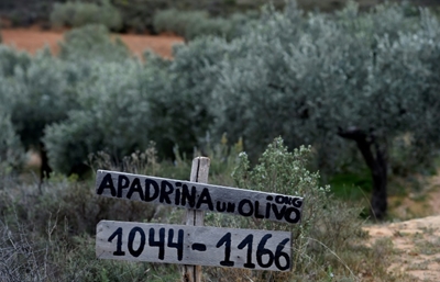 Adopt an olive tree -- and breathe new life into Spanish village