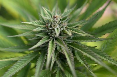 Malta set to legalise cannabis for personal use