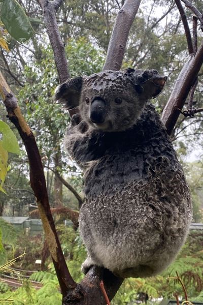 Rain brings joy for Australian firefighters, farmers 