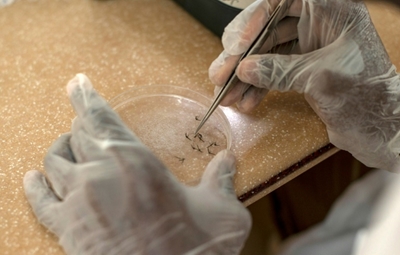 Malawi pilots groundbreaking malaria vaccine