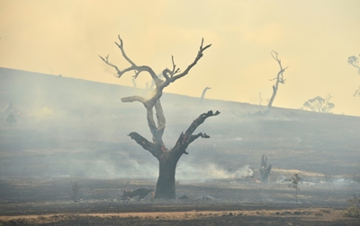 Rains 'breaking the back' of Australia bushfire crisis