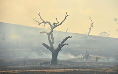 Rains 'breaking the back' of Australia bushfire crisis