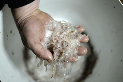 Chinese baby eel smugglers sentenced in France 