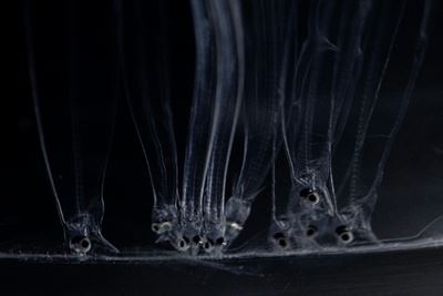 'More money than drugs or guns': the illegal eel trade