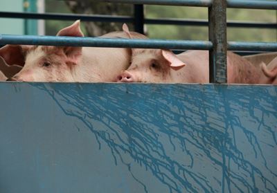 Swine fever sending pork prices higher 