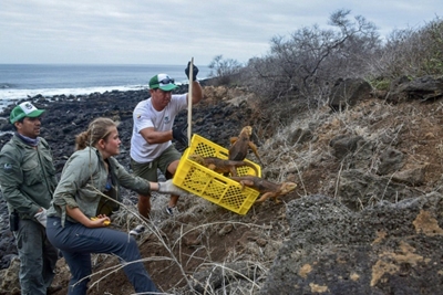 Iguanas reintroduced to Santiago Island in Galapagos