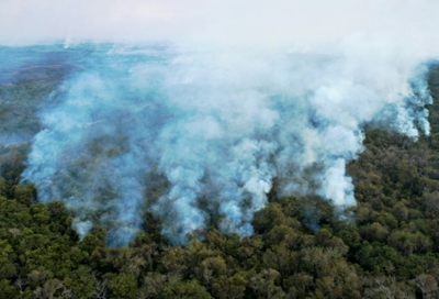 Sharp increase in destruction of virgin forest in 2020